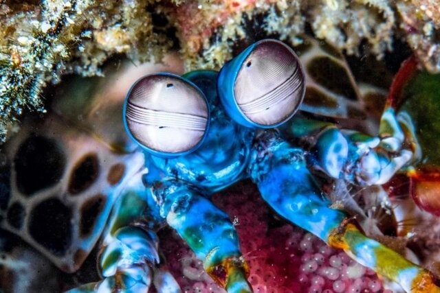 اندازهگیری محتوای شیمیایی مواد با کمک یک حسگر