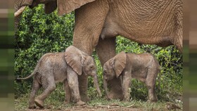 فیل آفریقایی در پدیده‌ای نادر دوقلو زایید
