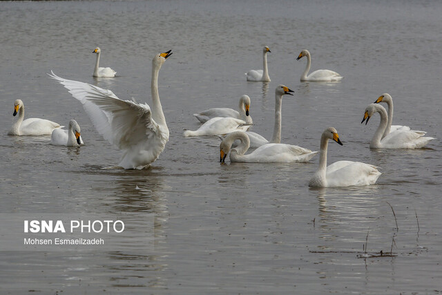 علت کاهش مهاجرت پرندگان به مازندران