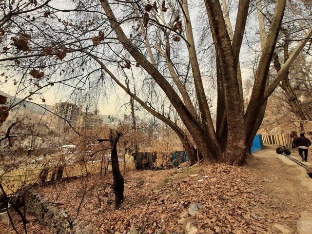 گلایه از شهرداری برای عدم پلاک کوبی درختان کهنسال پایتخت