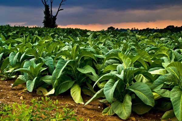 کود و بذر تک نرخی می‌شود/ بررسی قیمت‌ ها در بورس