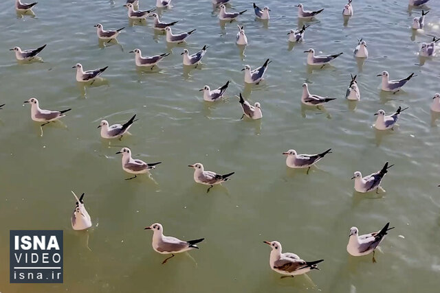 ویدئو / «کاکایی سرسیاه»، مهمانان این روزهای شیراز