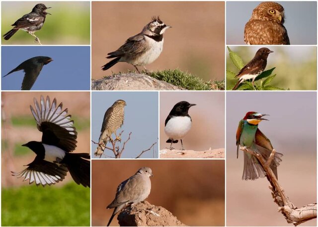 کارگاه «آشنایی با وب‌سایت های ثبت مشاهدات حیات وحش و پرندگان»