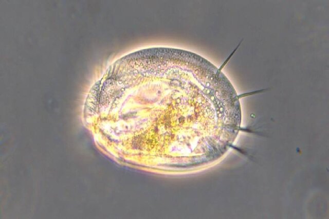 نقش مهم میکروبها در آینده تغییرات اقلیمی زمین نقش مهم میکروبها در آینده تغییرات اقلیمی زمین