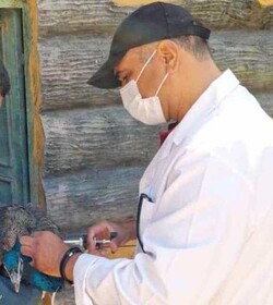واکسیناسیون پرندگان حیات وحش پارک ملت در مقابله با ویروس آنفلوآنزا 