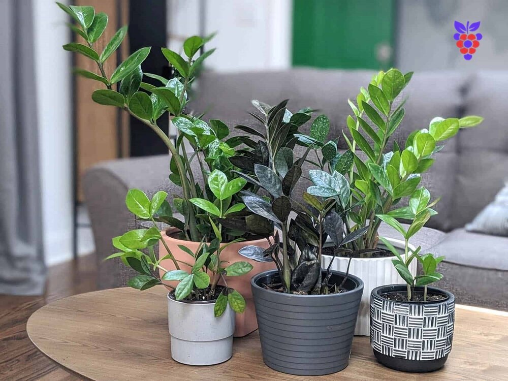 اگر شما هم خانه ای کم نور دارید حتما زاموفیلیا بخرید