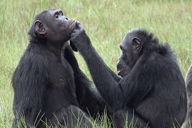 استفاده شامپانزه‌ها از حشرات برای ترمیم زخم!