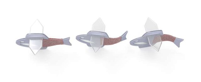 ساخت ماهی از سلولهای قلب انسان!