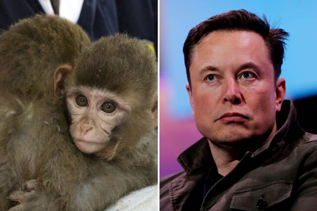 ایلان ماسک میمونها را شکنجه کرده است! ایلان ماسک میمونها را شکنجه کرده است!