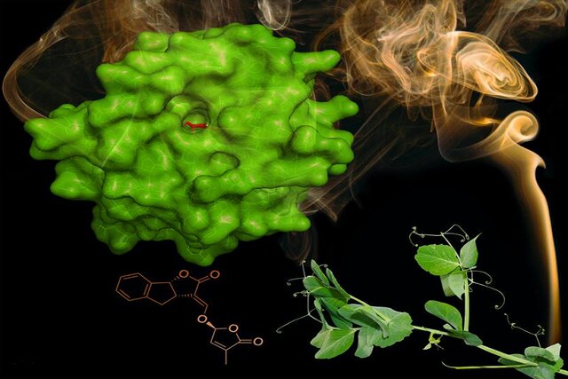 پروتئین گیاهی که ردیاب دود است!