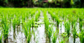 خطر کشت محصول پُرآب‌بر شالی در تب کم‌آبی/ چند محصول جایگزین کشت برنج
