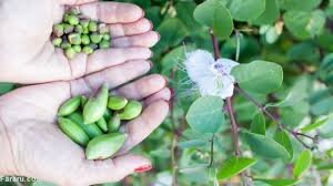 وبینار «کشت زراعی گیاه دارویی کاپاریس» برگزار می‌شود