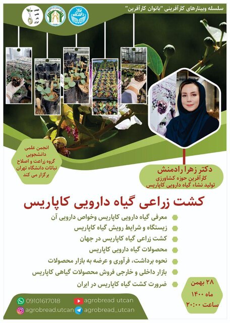 وبینار «کشت زراعی گیاه دارویی کاپاریس» برگزار میشود
