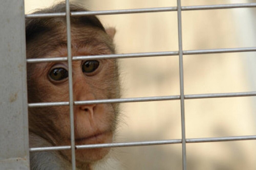 بیانیه شرکت ایلان ماسک در مورد ادعای شکنجه میمون‌ها