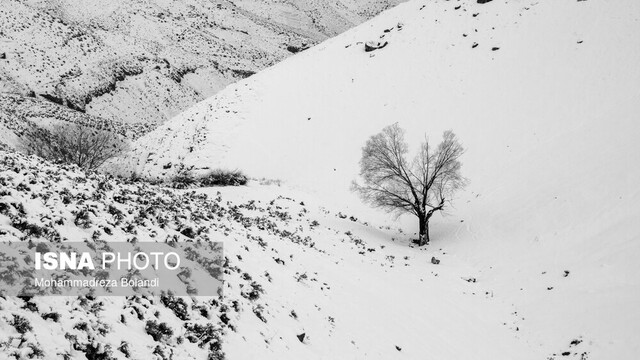 دامداران، مرغداران و زنبورداران بخوانند