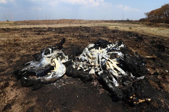 عکس: رویترز نبرد طاقتفرسا برای مهار آتش در جنگلهای شمال آرژانتین