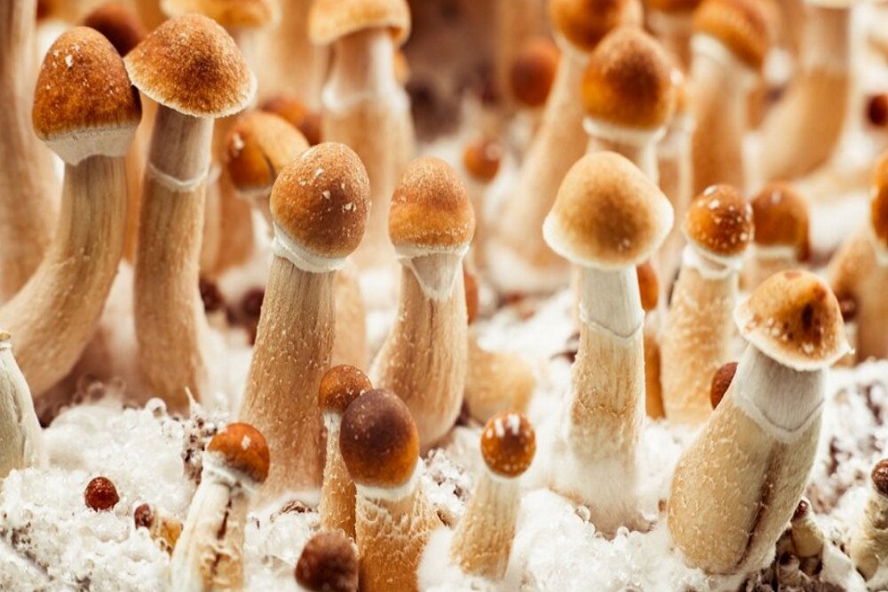 ادامه پژوهش‌ها روی “قارچ‌های جادویی” برای درمان افسردگی