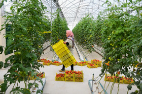 مصرف سرانه فرآورده هاي گوجه فرنگي در ايران معادل ۲۵ كيلوگرم گوجه فرنگی تازه است که بستر خوبی برای سرمایه گزاری در داخل و حتی صادرات این محصول به خارج از کشور است.