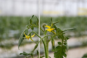 هر گونه تغییر در درجه حرارت ، تغذیه نامناسب ، از بین نرفتن آفات ، رطوبت زیاد یا کم باعث از بین رفتن محصول میشود.