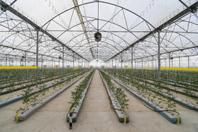 نهالهای گوجه در بستر مناسب و فاصله مشخص با در نظر گرفتن نوع خاک و تغذیه مناسب کاشته میشوند