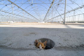 سیستم لولهکشی برای تخلیه آبهای اضافی از کف گلخانه و بستر محصولات و همچنین شیببندی زمین یکی از اصلیترین موارد در ساخت یک گلخانه آن هم در وسعت یک هکتار است.