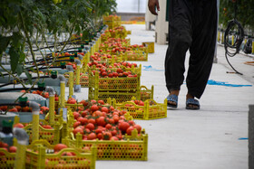 گوجه‌ها بعد از برداشت توسط کارگران دسته‌بندی شده و بر اساس کیفیت‌های مختلف به بازار ارائه می‌شود.