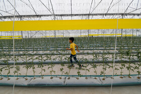 جهت از بین بردن آفات و حشرات به صورت ارگانیک از چسبهای مخصوص در سطح گلخانه استفاده میشود.