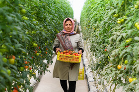 برداشت به موقع گوجه فرنگی باعث سالم رسیدن به بازار مقصد میشود . در صورتی که گوجه کاملا رسیده یا خیلی نارس باشد باعث افت فروش و عدم سود دهی مناسب میشود.