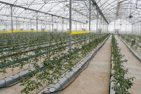 گلخانههای تمام اتوماتیک به روشهای مختلفی آبیاری میشوند که یکی از این روشها، آبیاری قطره ای در پای هر نهال است.