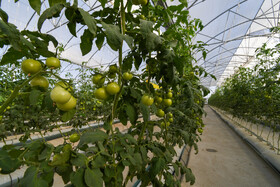 نیاز گوجه فرنگی گلخانهای به مواد غذایی بسیار زیاد است و در خاک متوسط تا غنی از نظر فسفر، پتاسیم، کلسیم و منیزیم بیشترین رشد را دارد.