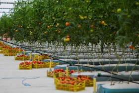 گوجه فرنگی یکی از محصولاتی است که کاشت آن به هر طریق در ایران توجیح اقتصادی دارد و مصرف سرانه آن در کشور بسیار بالاست.