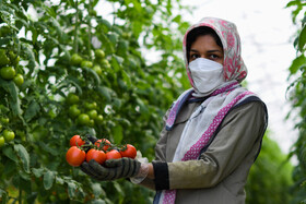 گوجهها مرحله به مرحله بعد از قرمز شدن برداشت میشوند و بعد از تفکیک و جداسازی به بازار ارائه میشود.