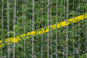 نهال گوجه فرنگی توسط نخهای مقاوم به سقف متصل می شود تا در هنگان رشد از برخورد به هم جلوگیری شود.