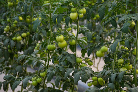 گوجهها در چندین مرحله برداشت میشود . در گلخانهها اکثرا از نهالهای بالارونده استفاده میشود که طی چند مرحله بتوان محصول را برداشت کرد.