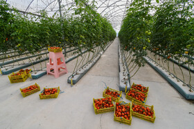 بعد از گذشت حدود ۶۰ تا ۹۰ روز از کشت نهال میتوان اولین گوجههای رسیده و کاملا قرمز را برداشت کرد.