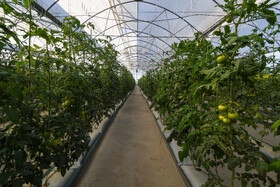 رعایت اصولی و دقیق تراکم کاشت بوتهها و فواصل آنها از هم باعث افزایش محصولات گلخانهای میشود