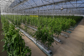 انتخاب رقم گوجه فرنگی برای کشت در یک منطقه از اهمیت زیادی برخوردار است. این رقم باید مقاوم به آفات و بیماری ها و شرایط نامساعد منطقه بوده تا محصولی با کیفیت و کمیت بالا تولید نماید.