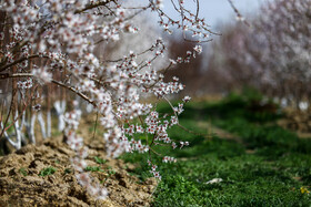 شکوفه های بهاری در زمستان - غرق آباد