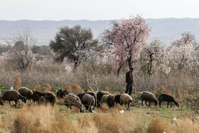 شکوفه های بهاری در زمستان - غرق آباد