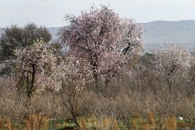 شکوفه های بهاری در زمستان - غرق آباد