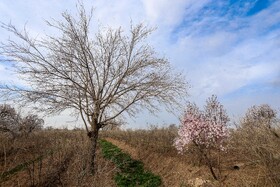 شکوفه های بهاری در زمستان - غرق آباد