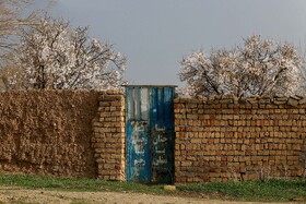 شکوفه های بهاری در زمستان - غرق آباد