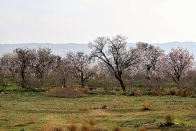شکوفه های بهاری در زمستان - غرق آباد