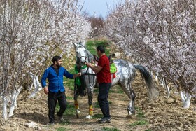 شکوفه های بهاری در زمستان - غرق آباد