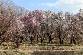 شکوفه‌های بهاری در زمستان - یزد