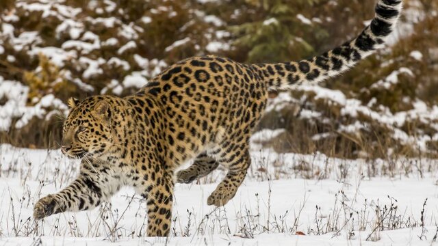 ۷ گونه جانوریِ در حال انقراض در جهان