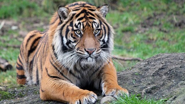 ۷ گونه جانوریِ در حال انقراض در جهان