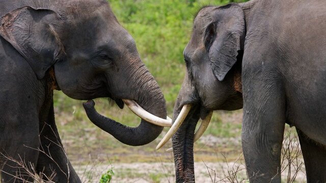 ۷ گونه جانوریِ در حال انقراض در جهان