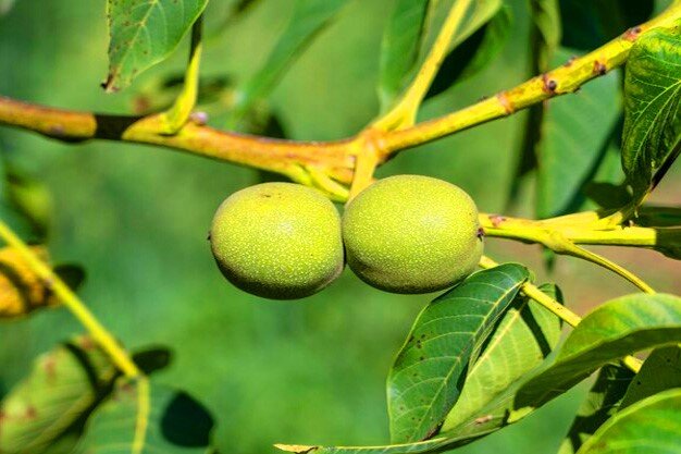 کسب سود ۱ میلیاردی سالانه فقط با خرید نهال گردو!