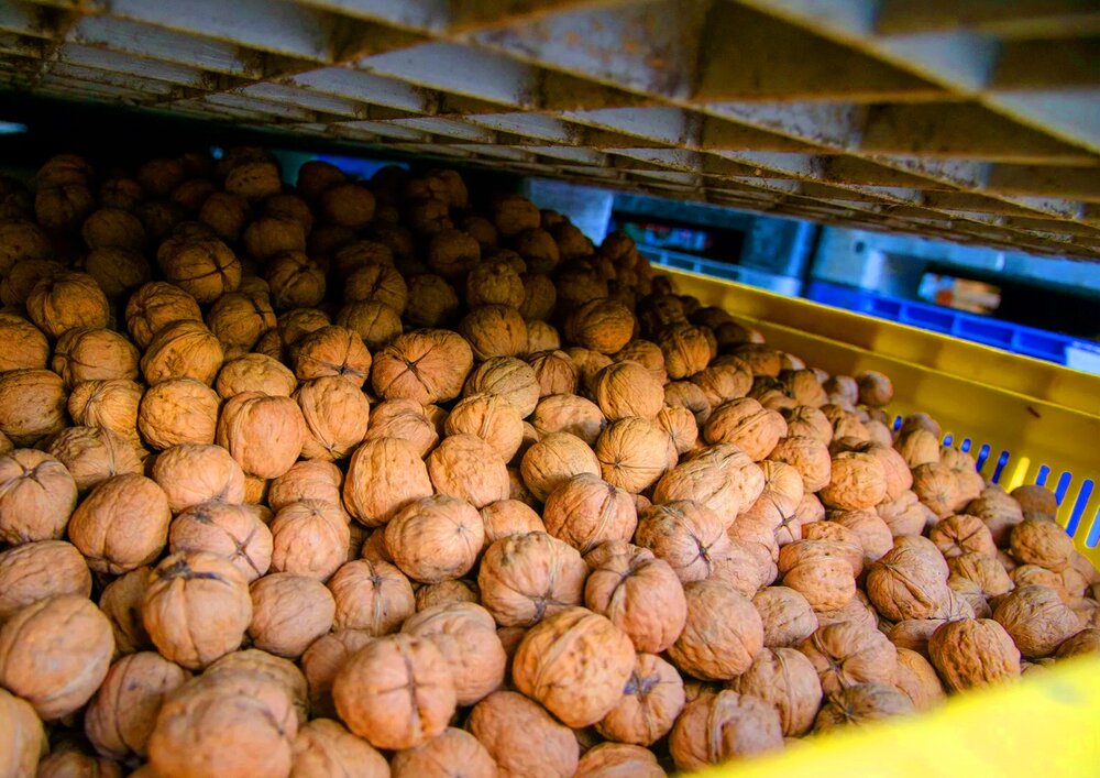 کسب سود ۱ میلیاردی سالانه فقط با خرید نهال گردو!